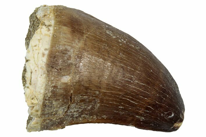 Fossil Mosasaur (Thalassotitan) Tooth - Morocco #345171